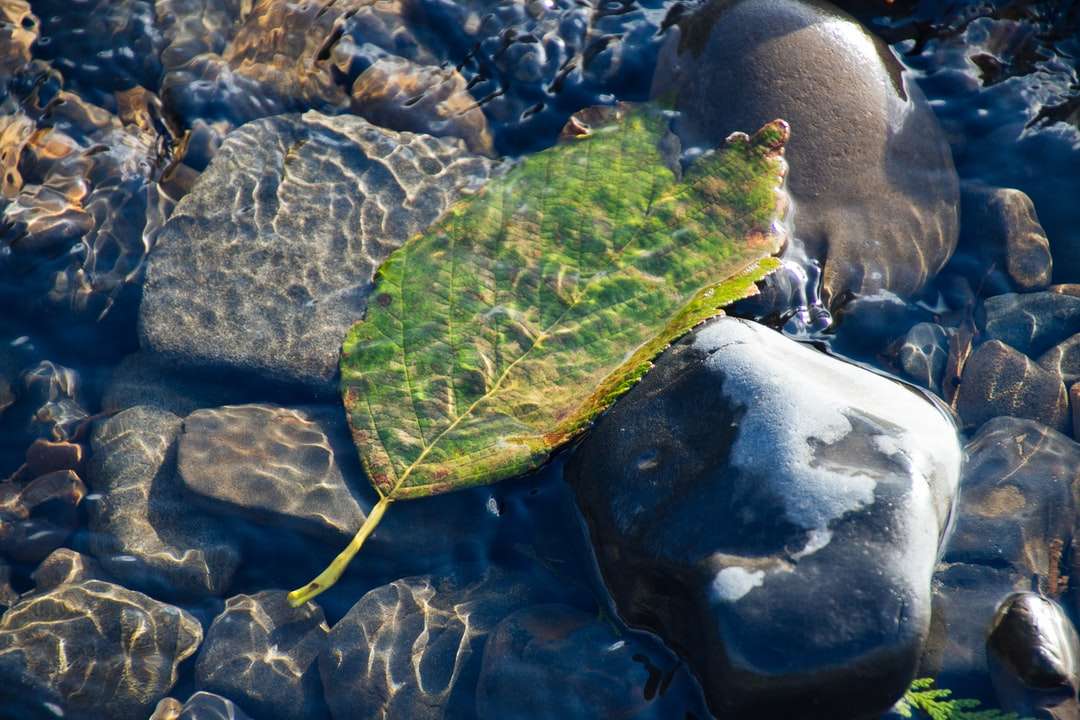 зелений лист на водоймі пазл онлайн