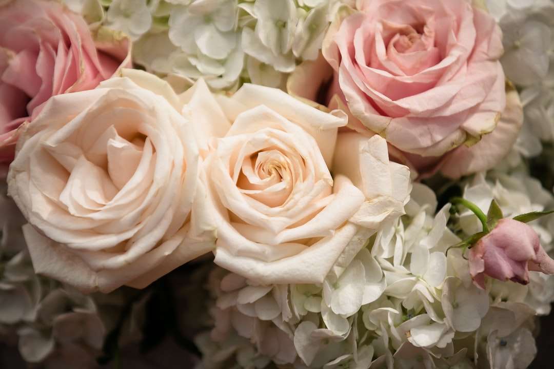 trandafiri roz și albi în floare puzzle online
