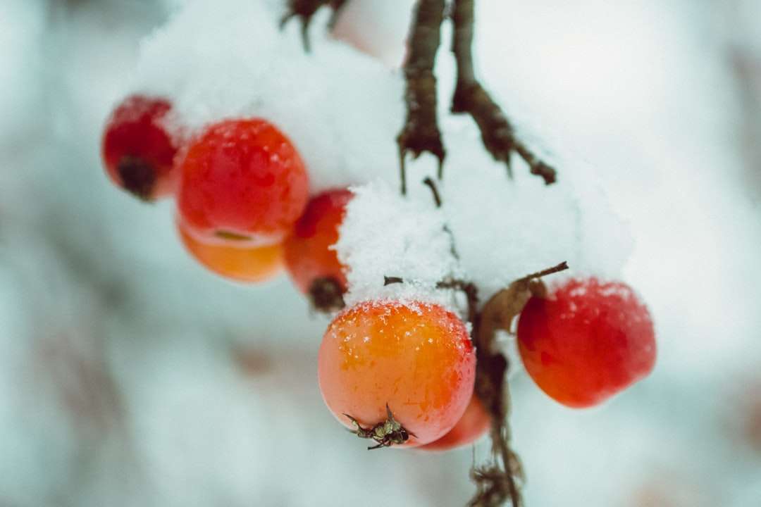 fruta vermelha em galho de árvore marrom puzzle online