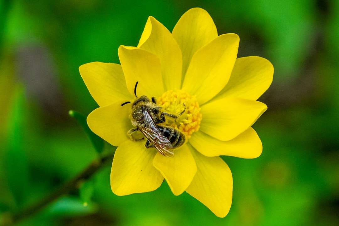 gul och svart bi på gul blomma Pussel online