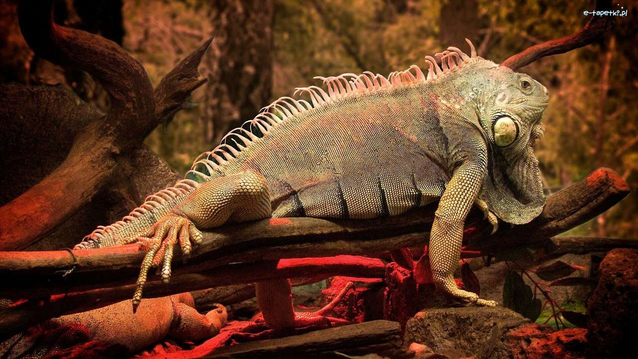 reptil- Iguanas rompecabezas en línea