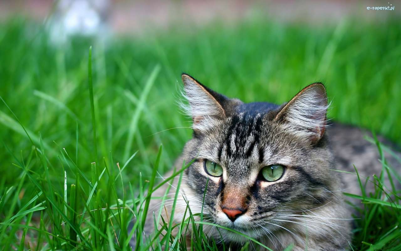 chaton dans l'herbe puzzle en ligne