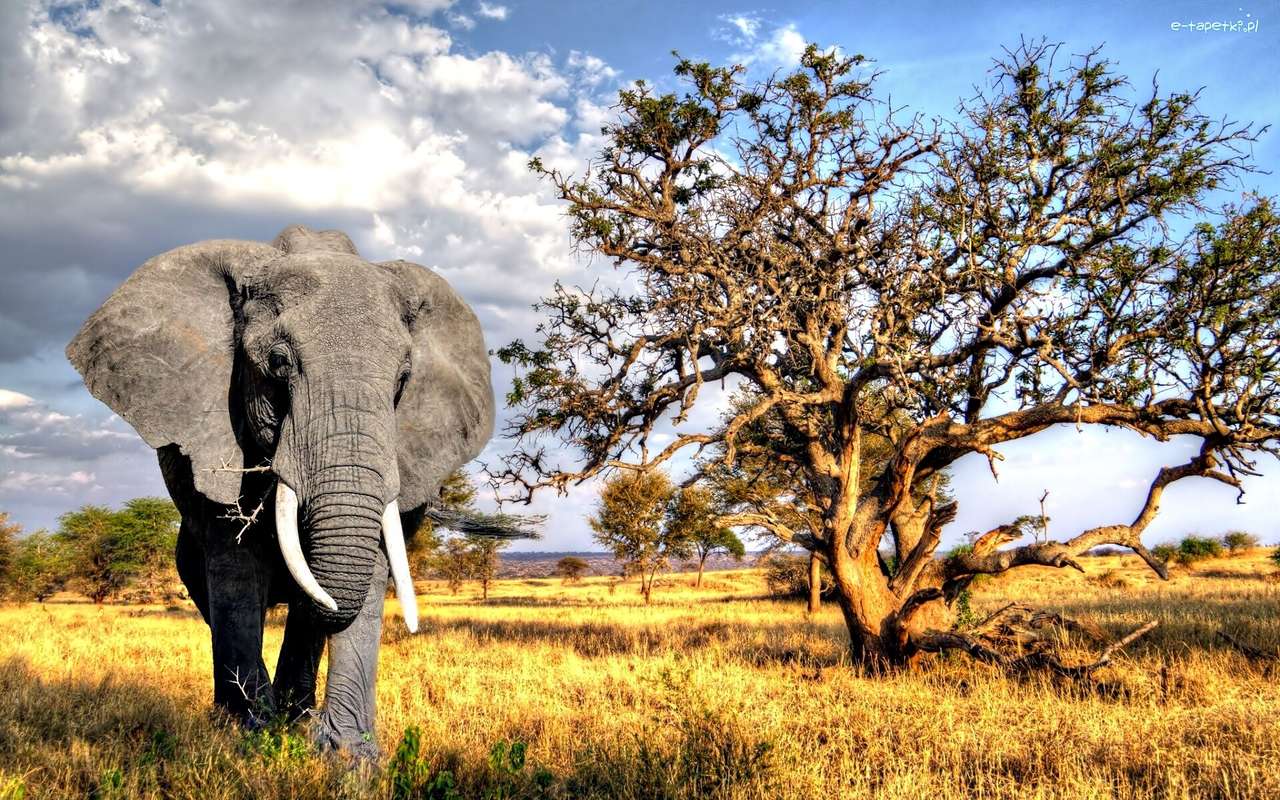 sabana- elefante rompecabezas en línea