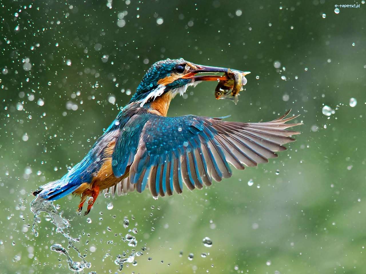 kingfisher jigsaw puzzle online