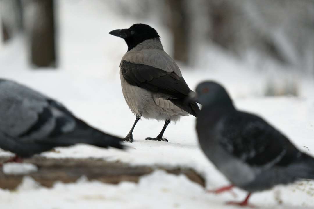 две черно-белые птицы на заснеженной земле онлайн-пазл