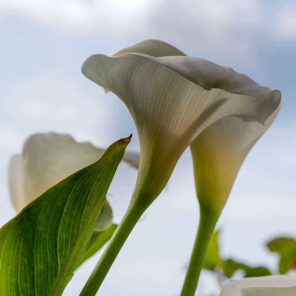 λευκό λουλούδι σε στενή επάνω φωτογραφία παζλ online
