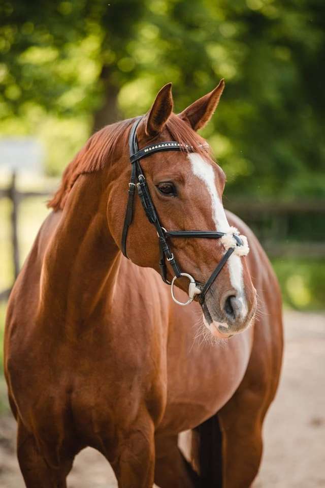 Мустанг: Академията за конна езда Духът на свободата онлайн пъзел