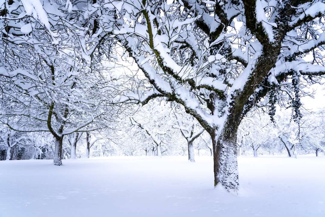 árvore sem folhas em solo coberto de neve quebra-cabeças online