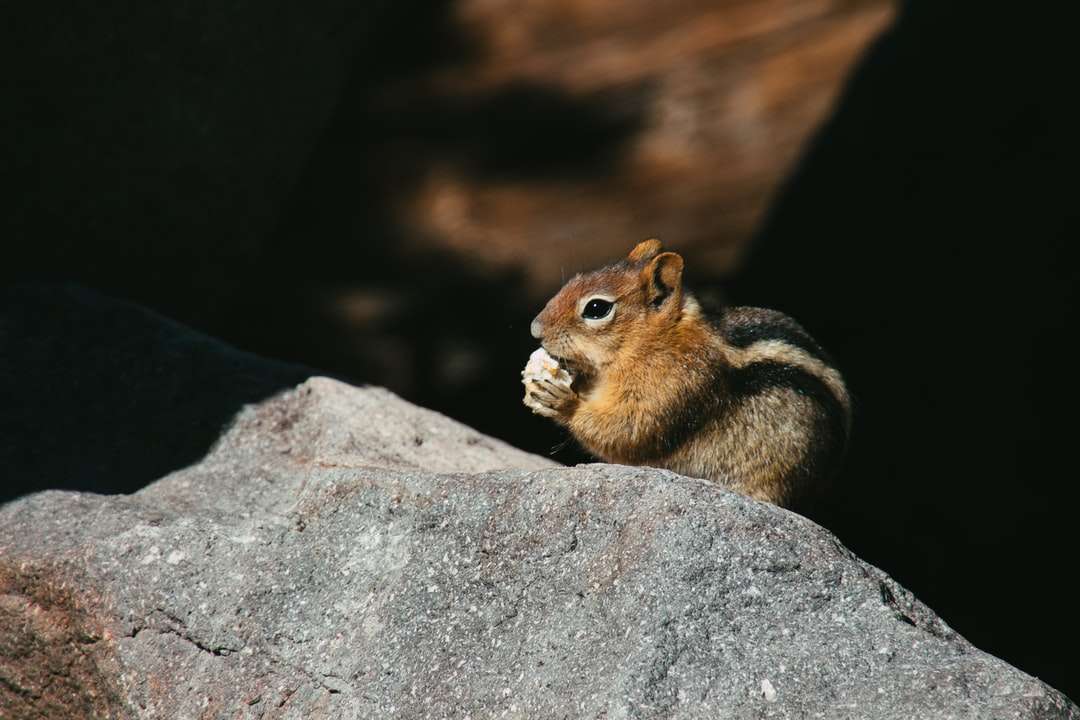 καφέ σκίουρος σε γκρίζο βράχο online παζλ