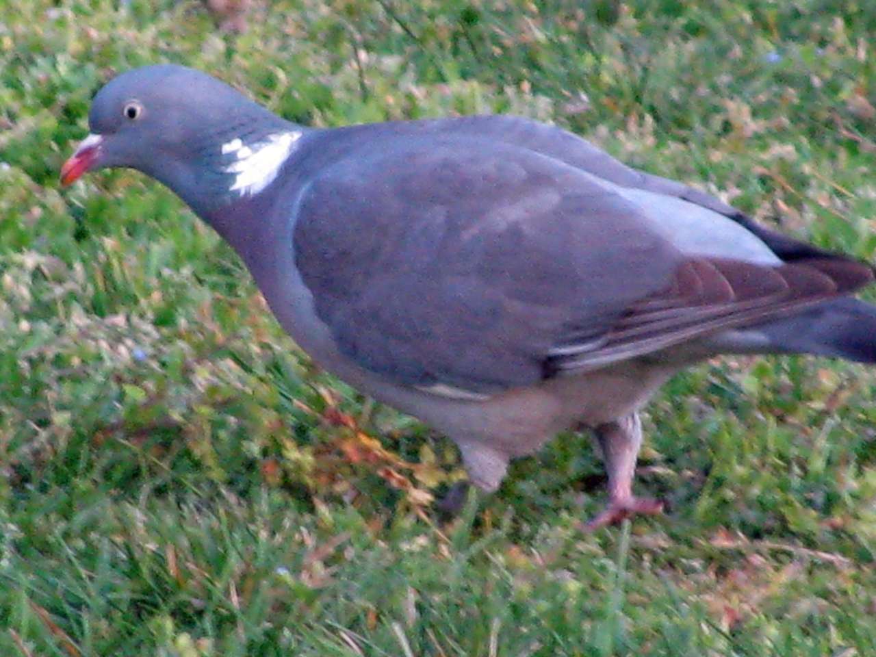 a wood pigeon online puzzle