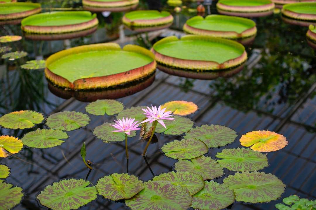 zelený a hnědý lotosový květ online puzzle