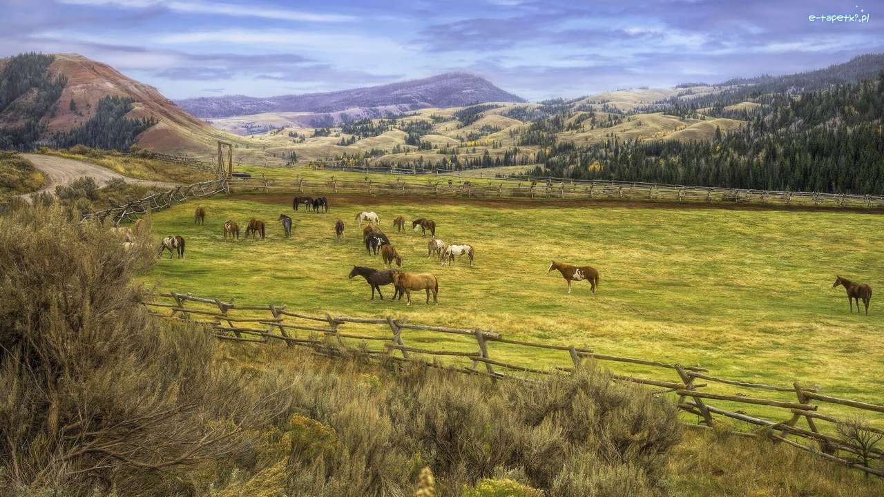 アメリカ合衆国の馬の農場 ジグソーパズルオンライン