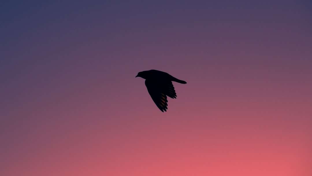 svart fågel som flyger under dagtid Pussel online