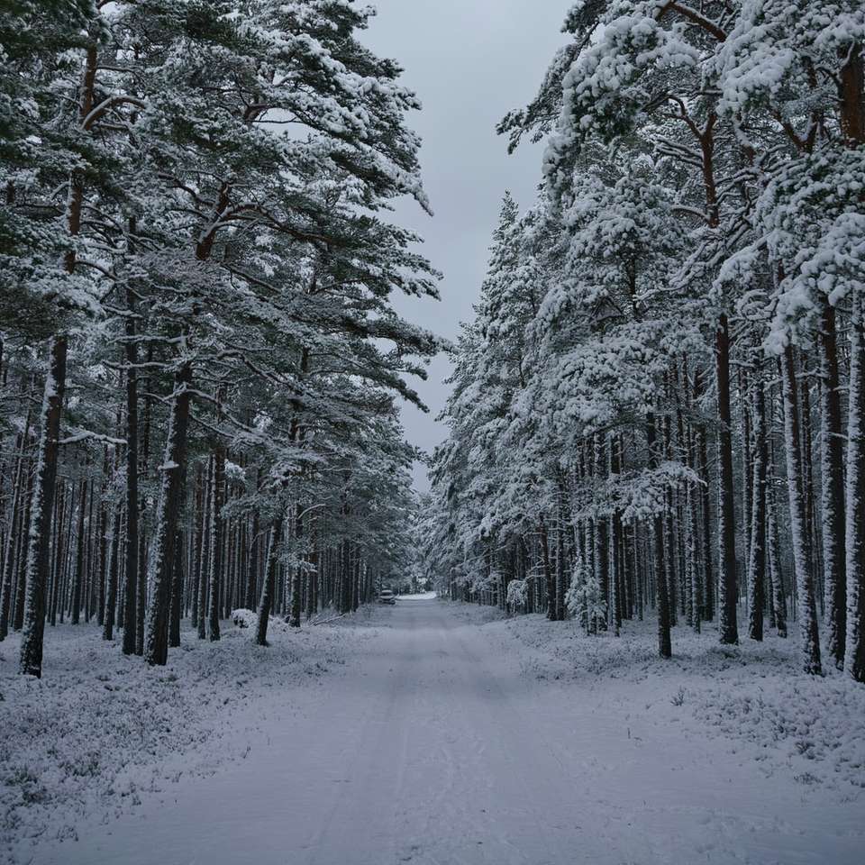 hóval borított fák nappal kirakós online