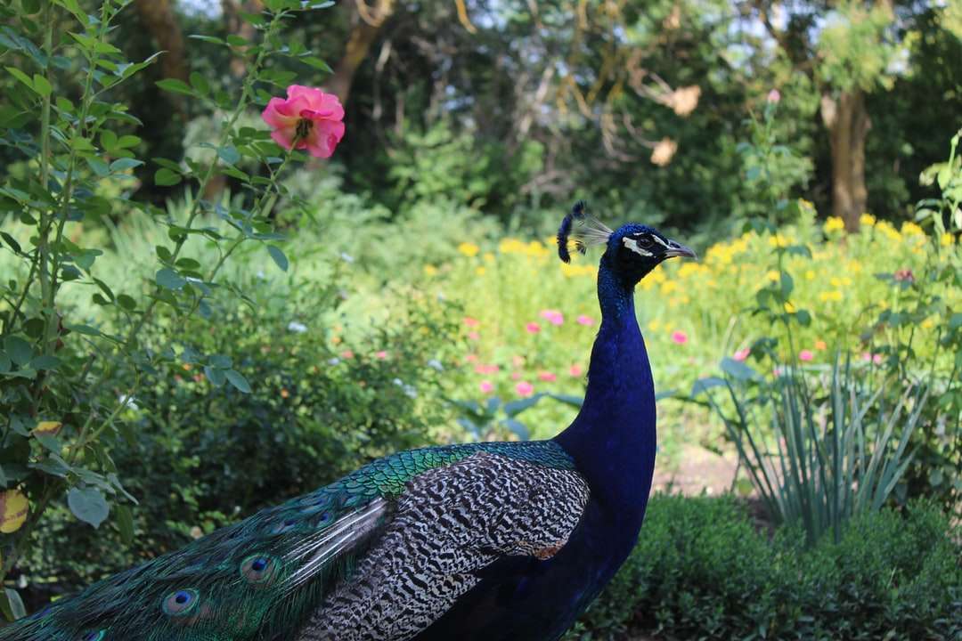 blå påfågel som står på brun jord under dagtid Pussel online