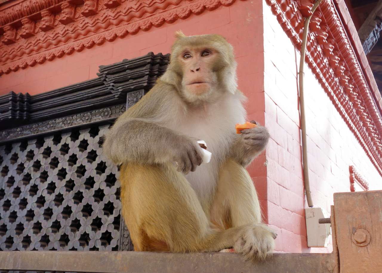 Una scimmia che mangia una carota puzzle online