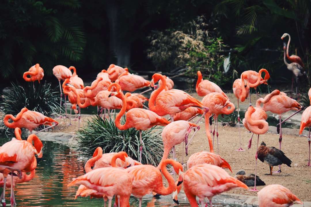 zwerm flamingo's op water legpuzzel online