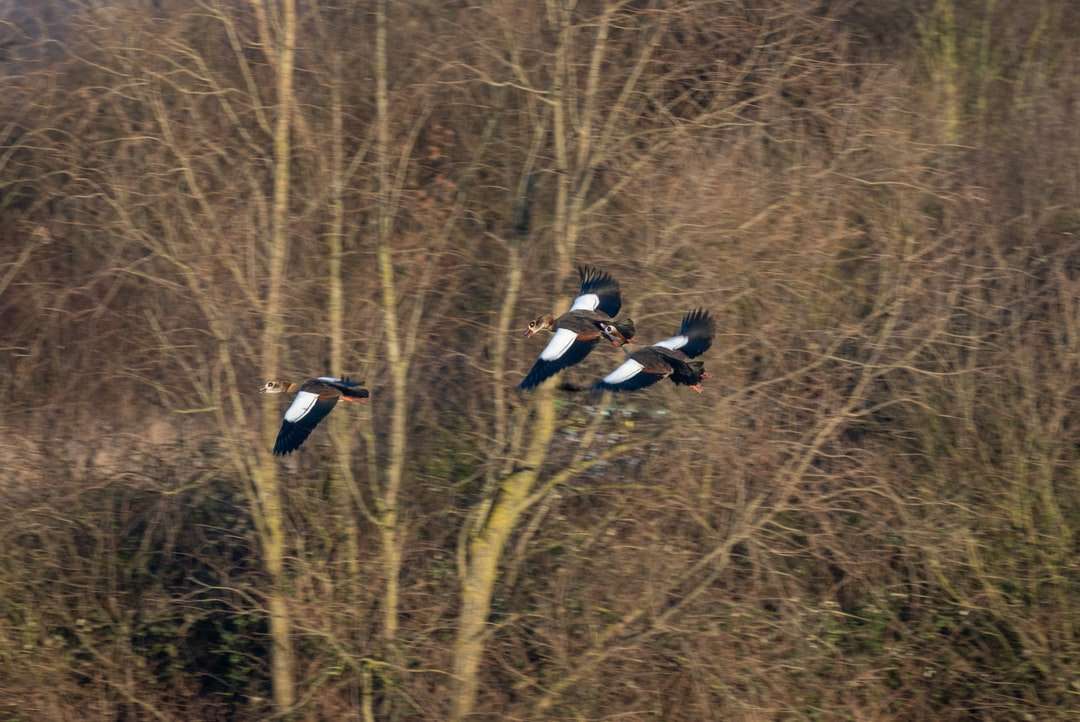 svartvitt fågel på brunt gräs under dagtid Pussel online