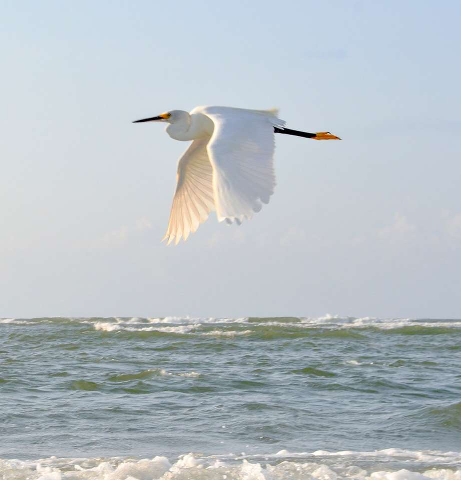 pássaro branco voando sobre o mar durante o dia puzzle online