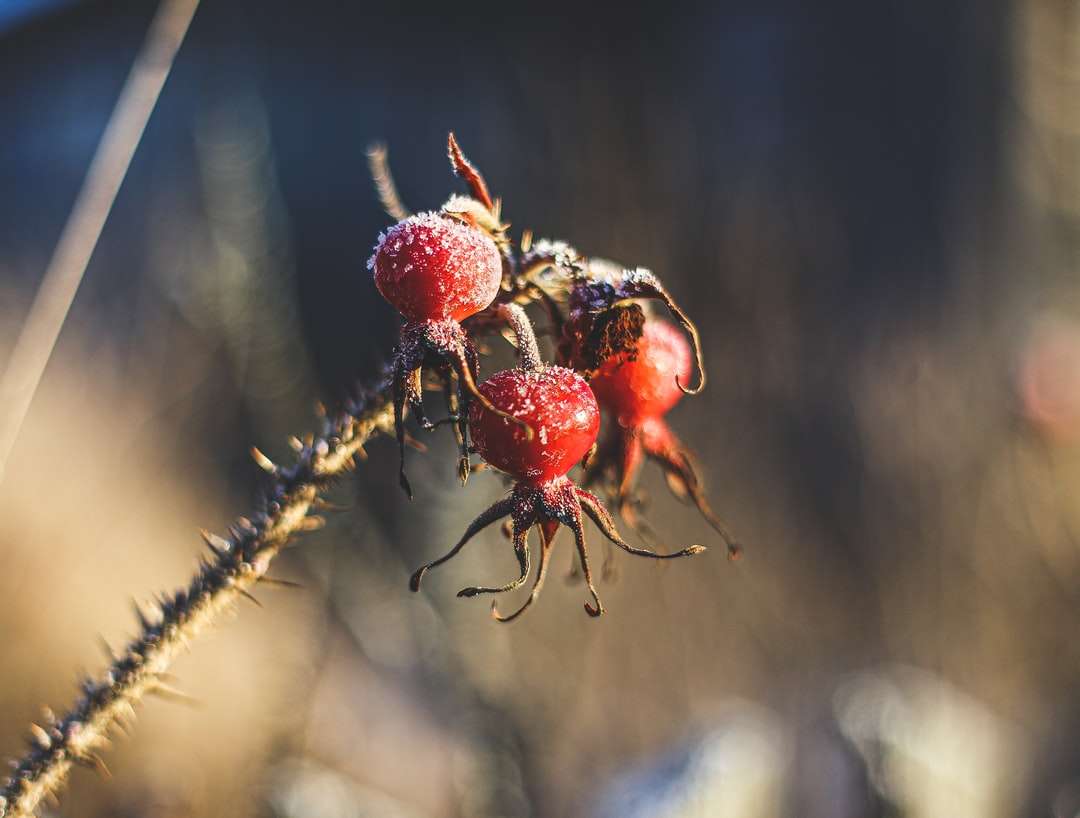rood rond fruit in close-up fotografie legpuzzel online
