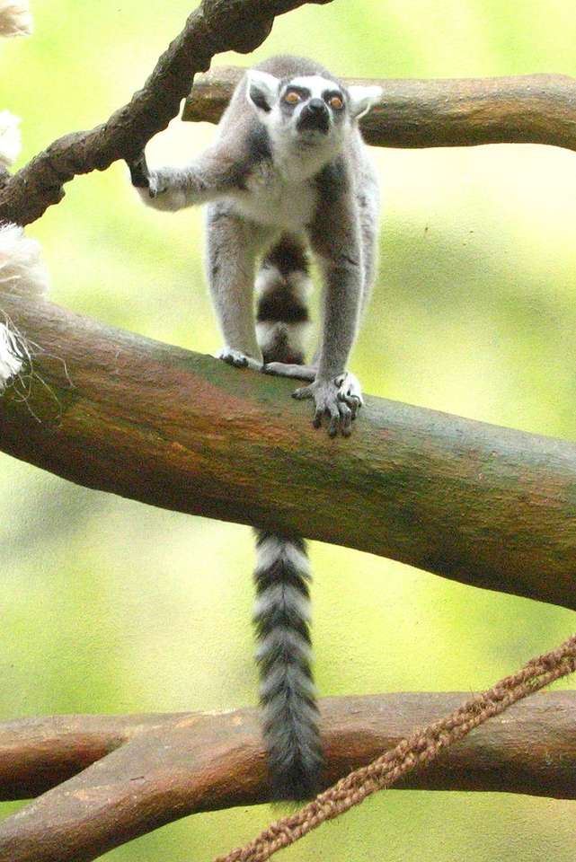 Lemure dalla coda ad anelli puzzle online