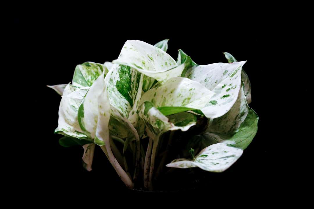 planta de folha branca e verde puzzle online