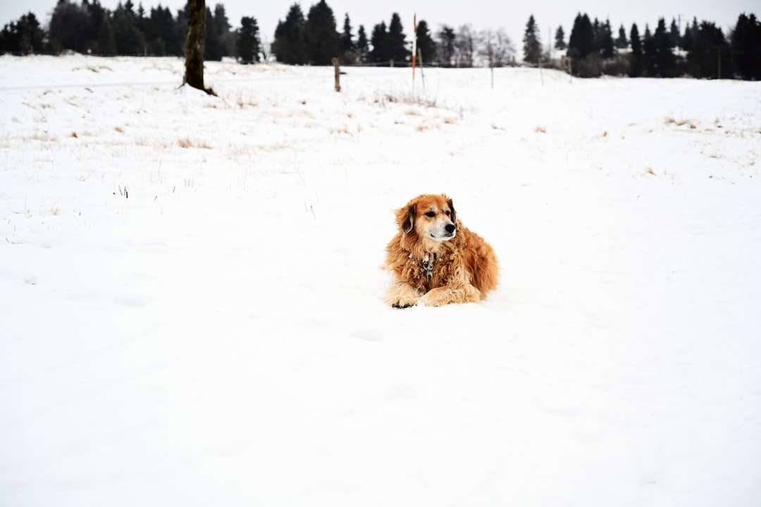 cão de pêlo comprido marrom em solo coberto de neve durante o dia quebra-cabeças online