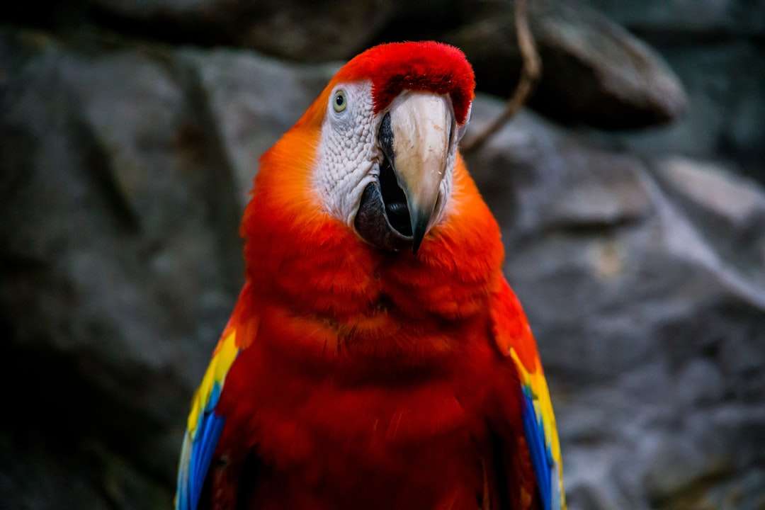 albastru roșu și galben macaw puzzle online