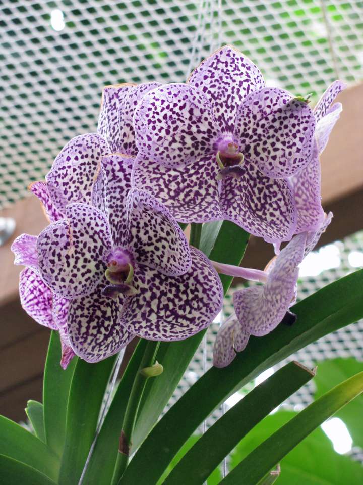Orchidee Online-Puzzle