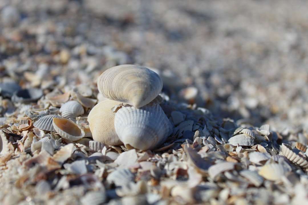 witte en grijze schelpen op grijs zand overdag online puzzel