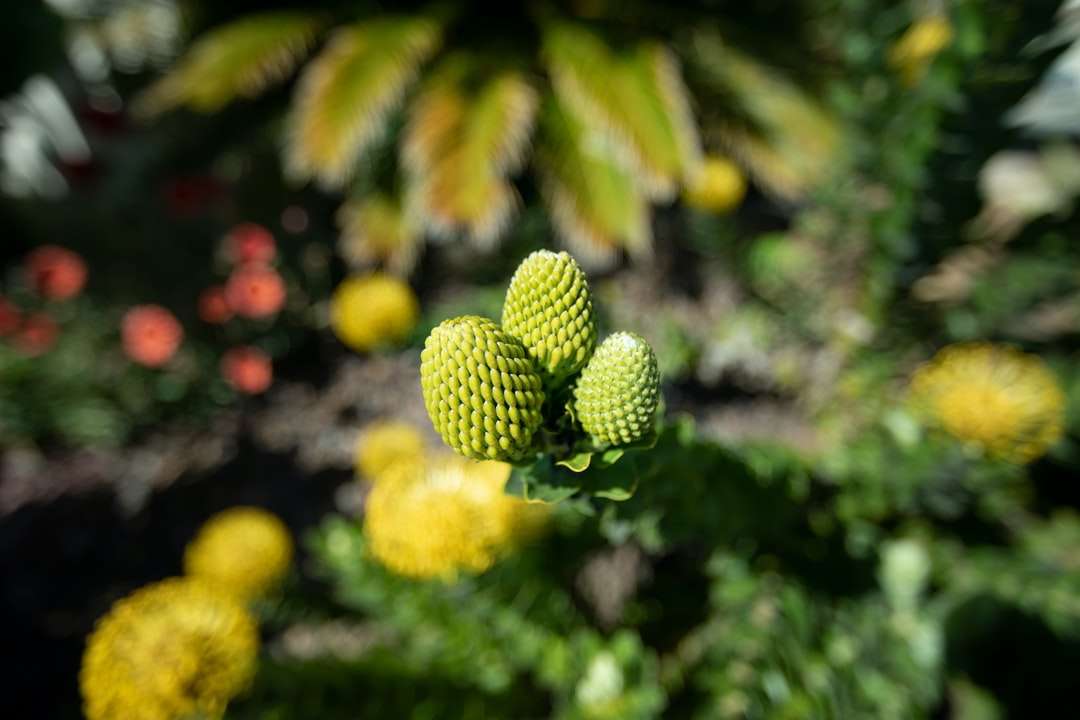 frutti rotondi verdi in lente tilt shift puzzle online