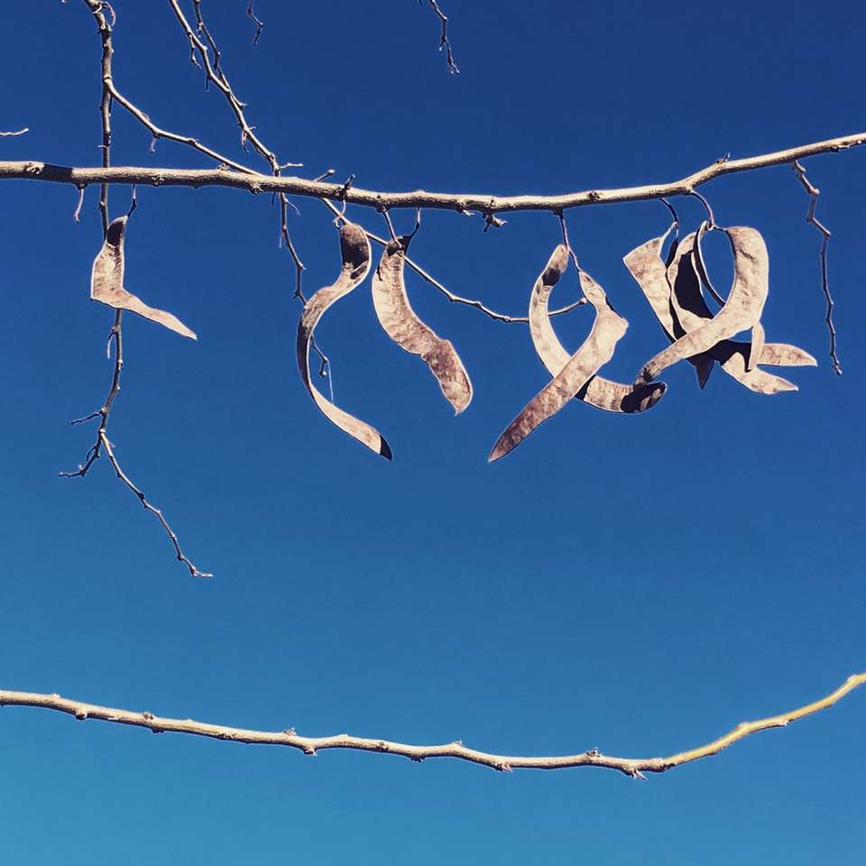 hejno ptáků na hnědé větvi stromu během dne skládačky online