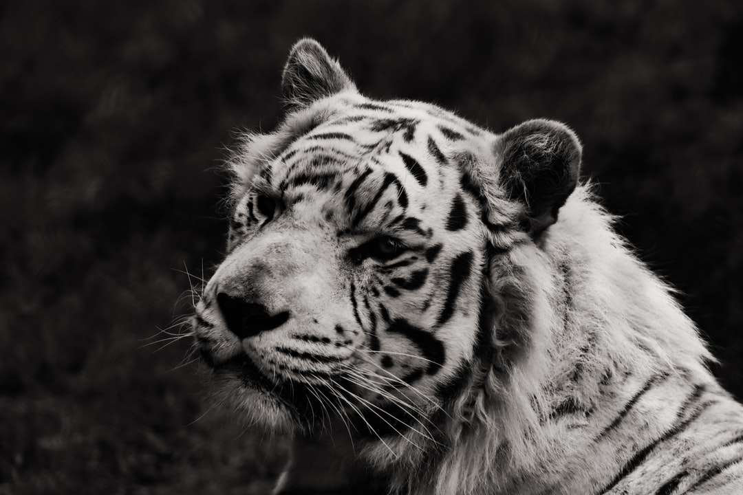 у відтінках сірого фото тигра, що лежить на землі пазл онлайн