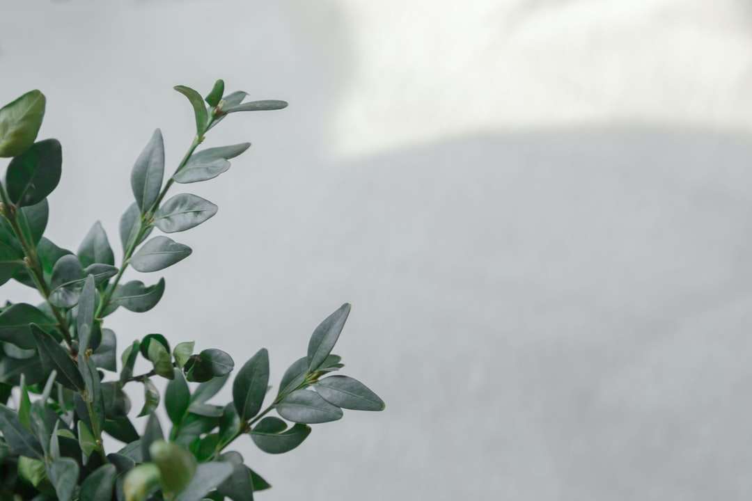 groene bladeren op witte muur online puzzel