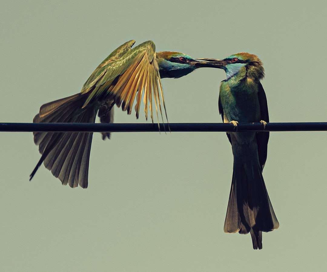 två fåglar uppflugen på tråd under dagtid pussel på nätet