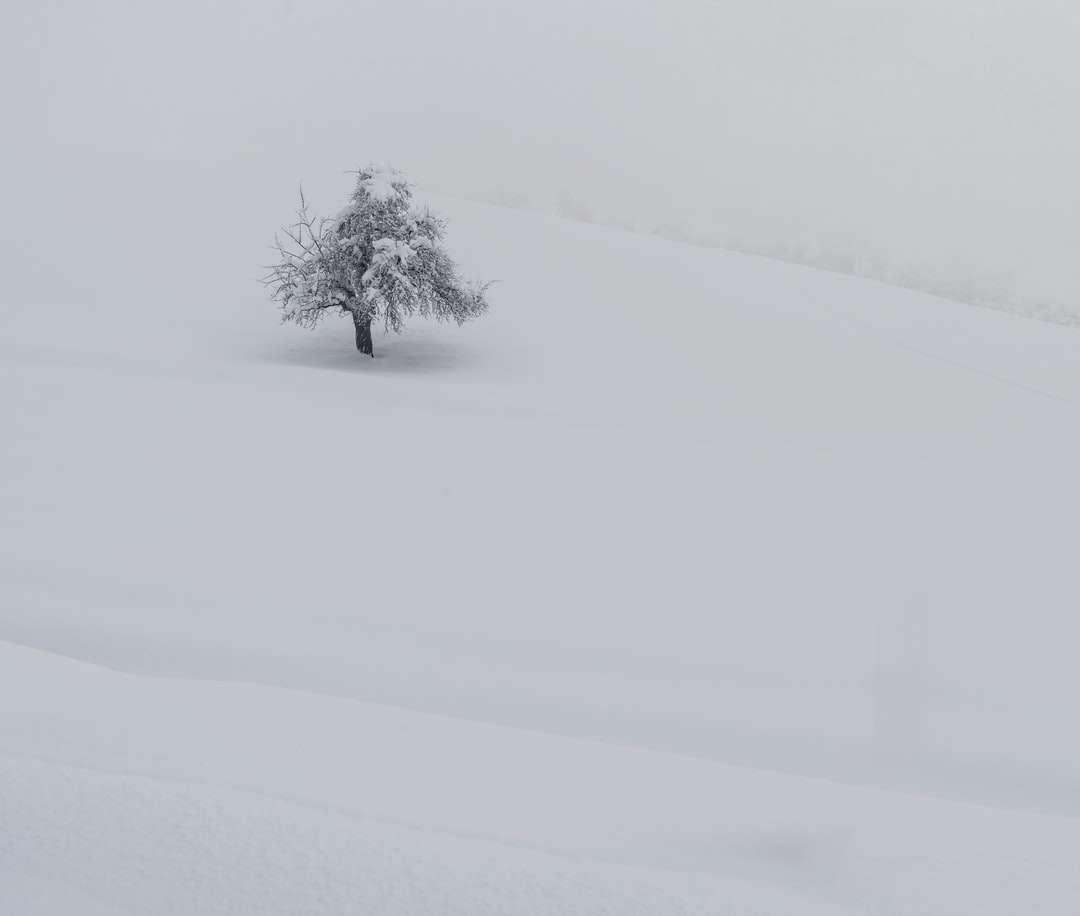 χιονισμένο δέντρο σε χιονισμένο έδαφος παζλ online