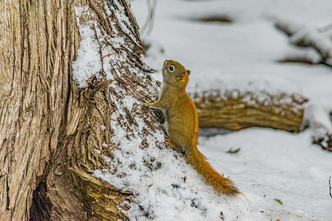Écureuil brun sur une branche d'arbre brun pendant la journée puzzle en ligne