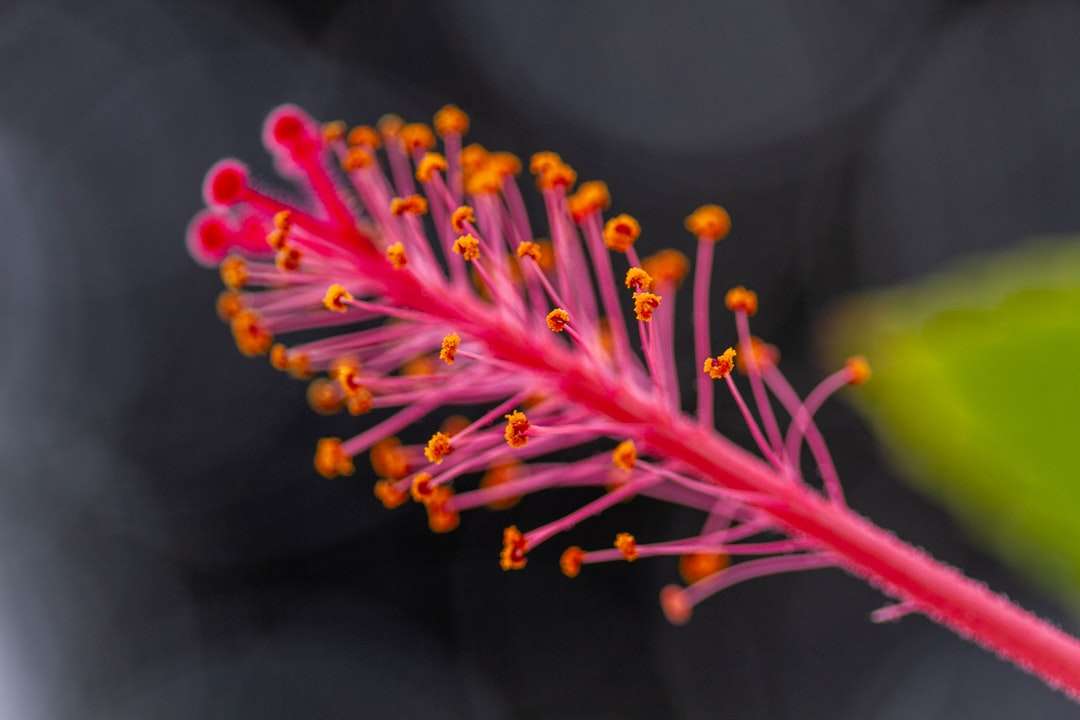 pink and yellow flower in macro lens online puzzle