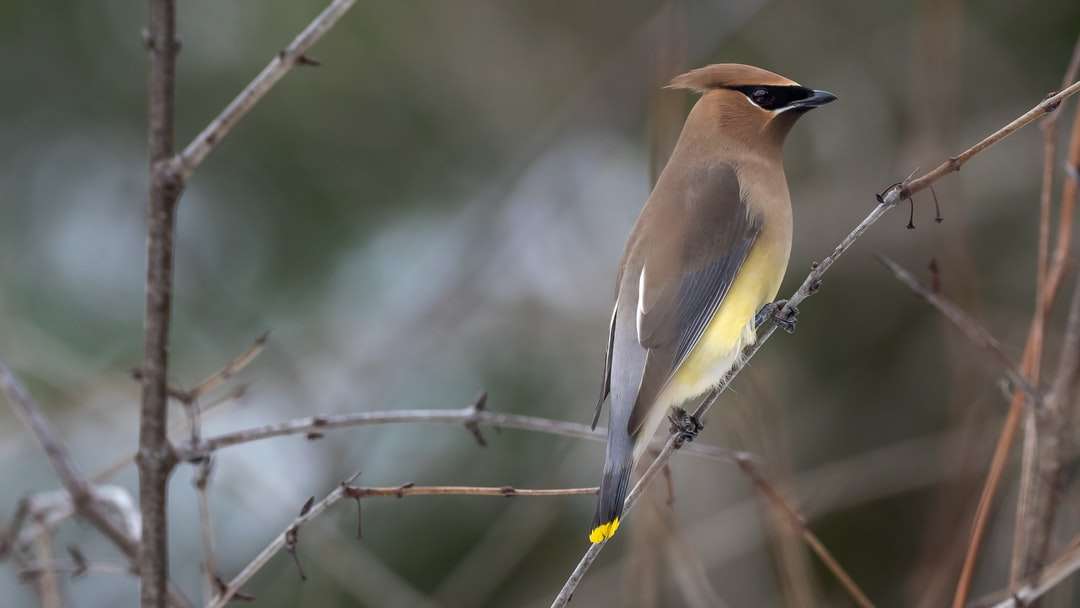 uccello marrone e giallo sul ramo di un albero puzzle online