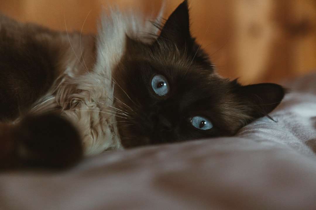 черно-бяла котка, лежаща върху бял текстил онлайн пъзел