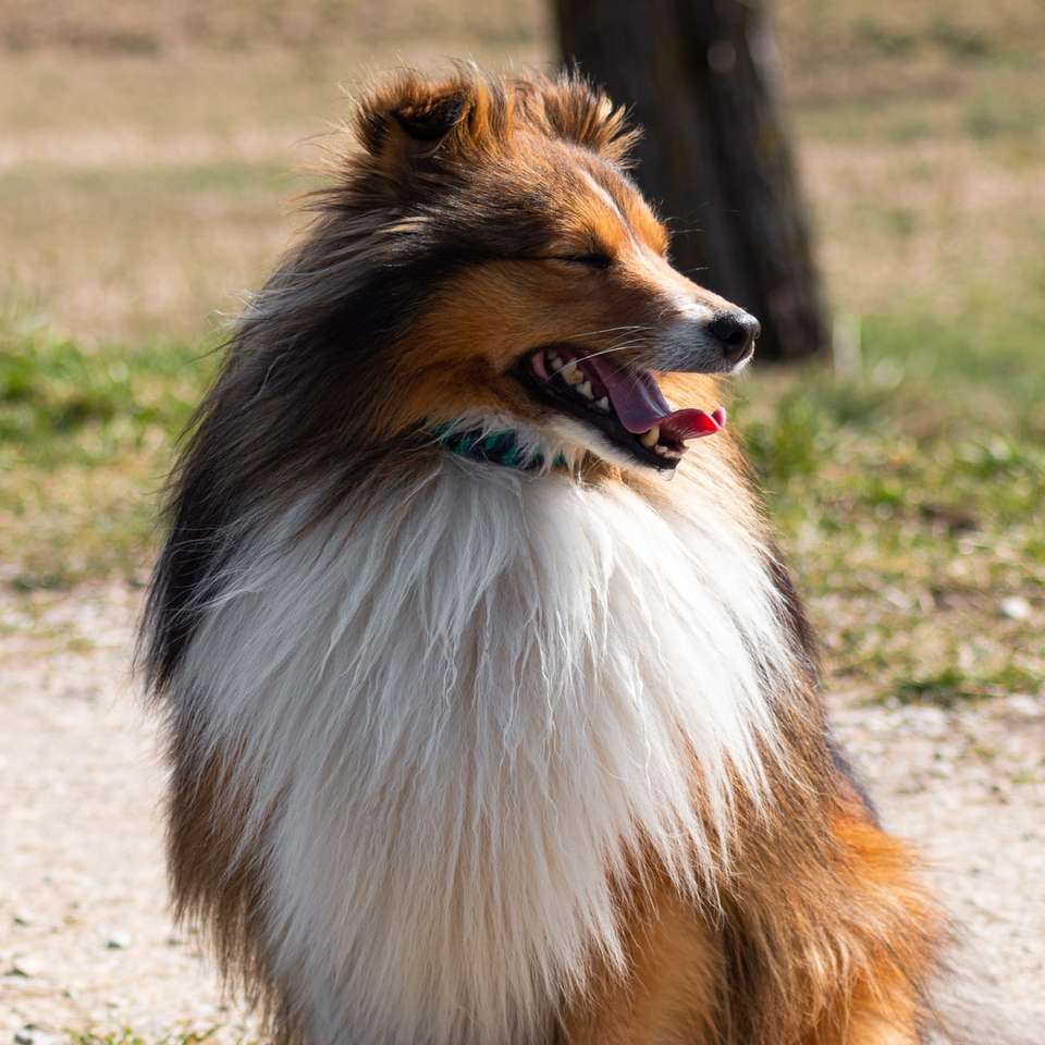 brown white and black rough collie online puzzle