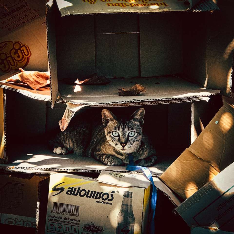 Chat tigré brun dans une boîte en carton puzzle en ligne