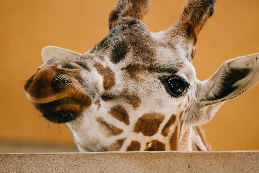 cap de girafă în fotografia de aproape jigsaw puzzle online