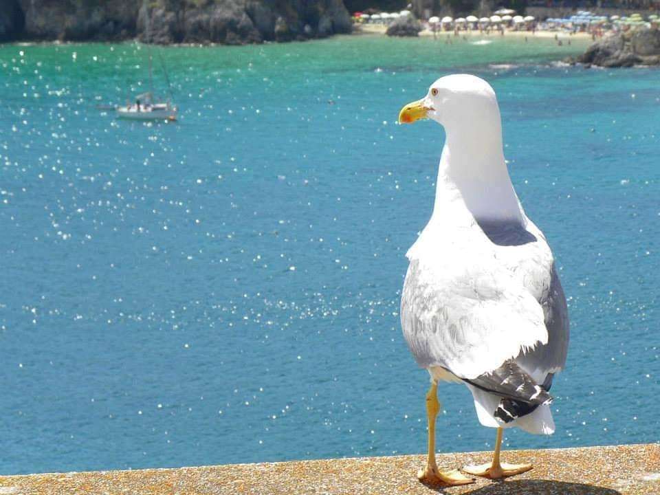 Seagull observer Tremiti islands Italy online puzzle