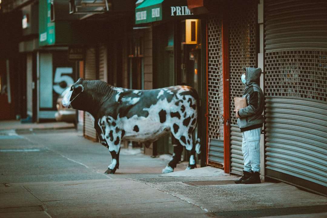 Mujer en traje de vaca blanco y negro caminando por la calle rompecabezas en línea