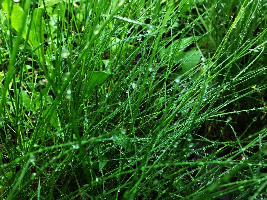 зелена трева с капки вода онлайн пъзел