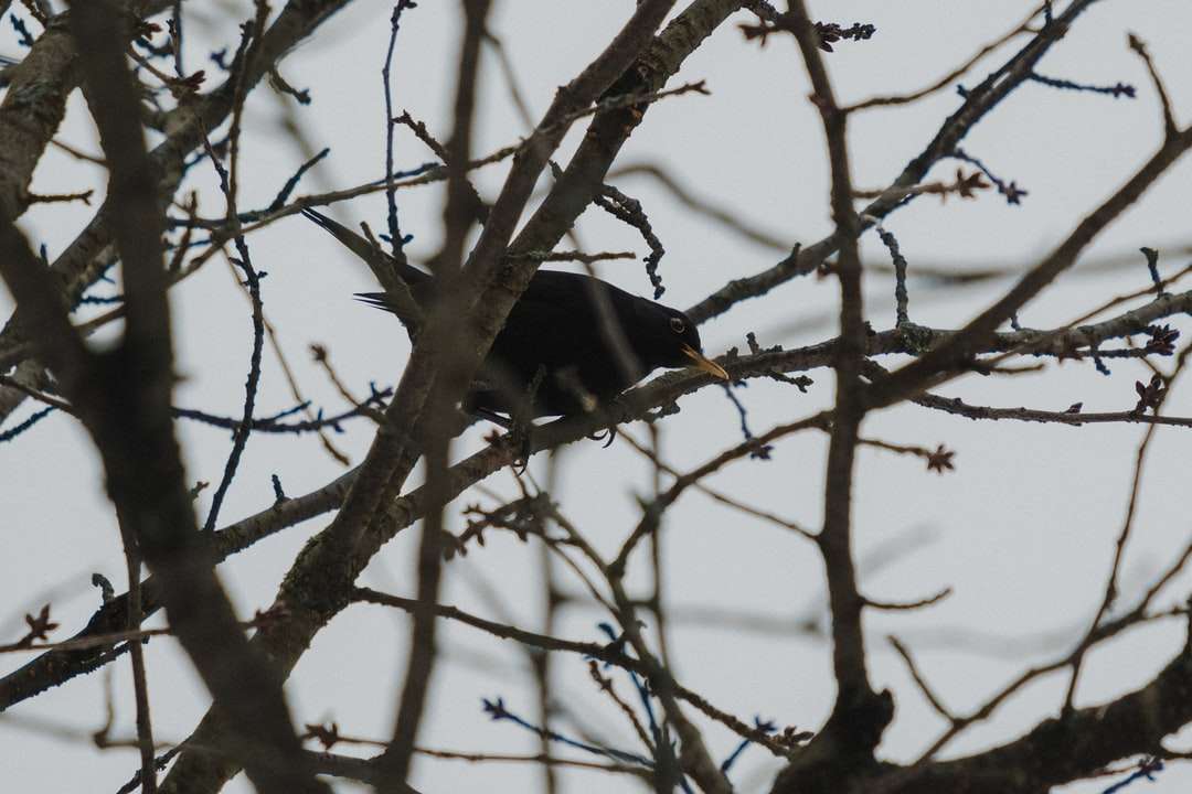 чорний птах на гілці коричневого дерева вдень онлайн пазл