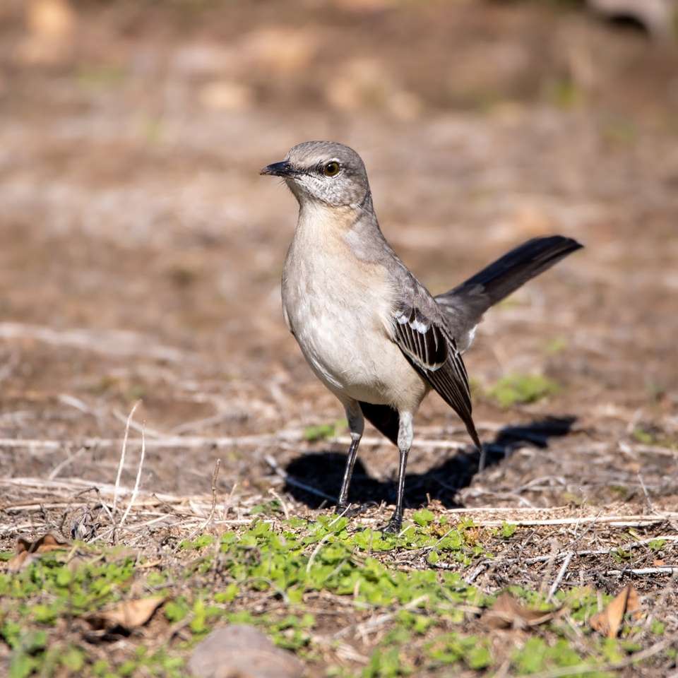pássaro cinza e branco na grama marrom quebra-cabeças online