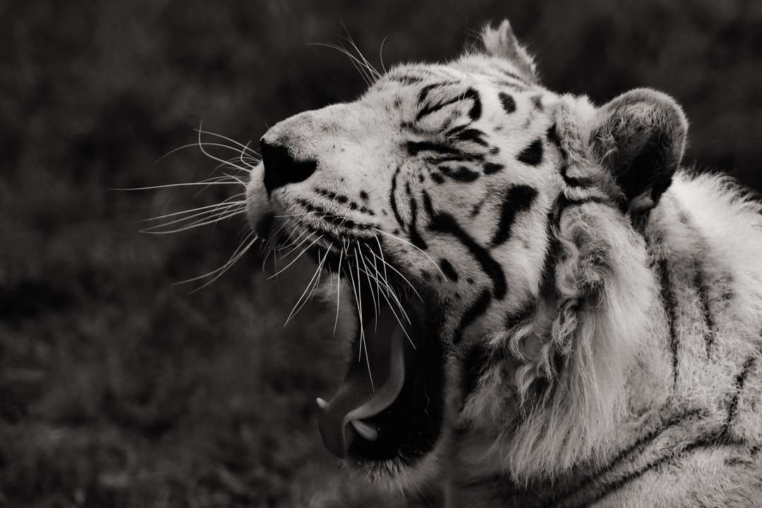 szürkeárnyalatos fotó a tigris nyitott szájáról online puzzle