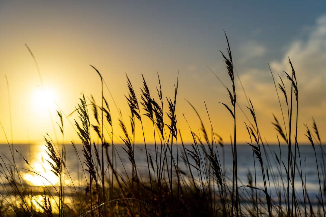 silhouette d'herbe au coucher du soleil puzzle en ligne